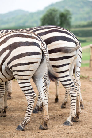 Zebra assの写真素材