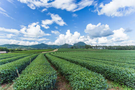 Tea plantation with blue skyの写真素材