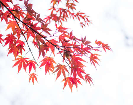 Red maple leafの写真素材