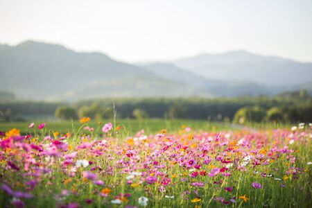Cosmos flower fieldsの写真素材