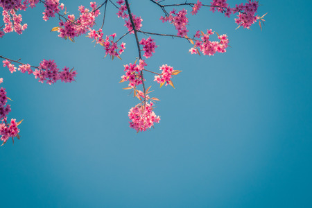 Pink cherry blossom flower with retro color effectedの写真素材