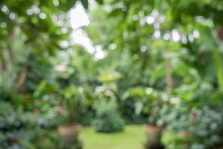 Blurred image of garden, abstract green backgroundの写真素材