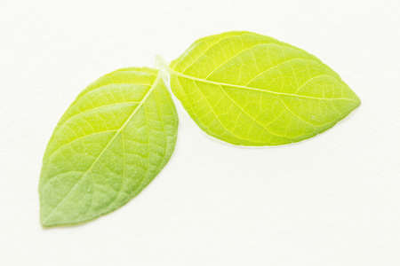 Green leaf on white backgroundの写真素材
