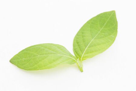 Green leaf on white background