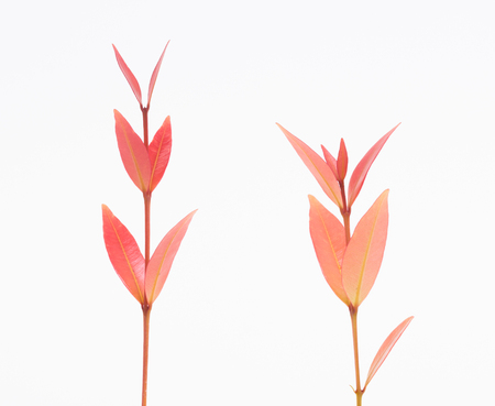 Red leaf on white backgroundの写真素材