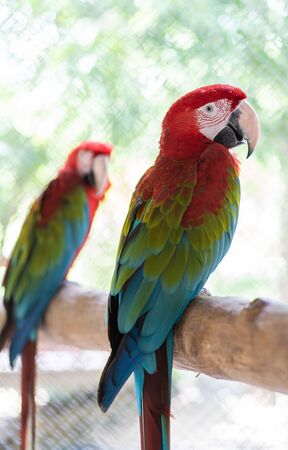 Beautiful macaw bird color red green blueの写真素材