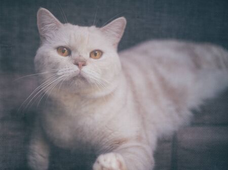 Scottish fold cat behide mosquito screenの写真素材
