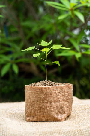 Growing plant in a sack potの写真素材