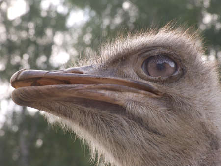 close-up portrait of ostrich