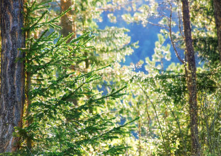 nature background, young firtree in forestの写真素材