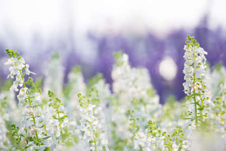 white flowers shallow DOFの写真素材