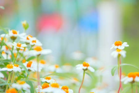 camomile flowers close-up shallow DOFの写真素材