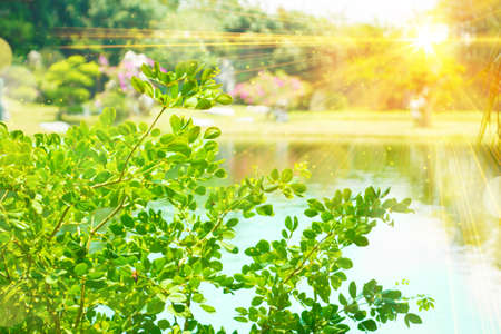 green leaves and sunrays in spring parkの写真素材
