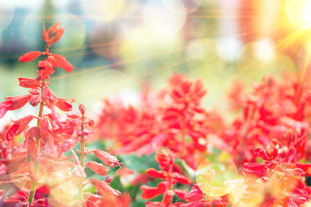 field of red flowers and sunlightの写真素材