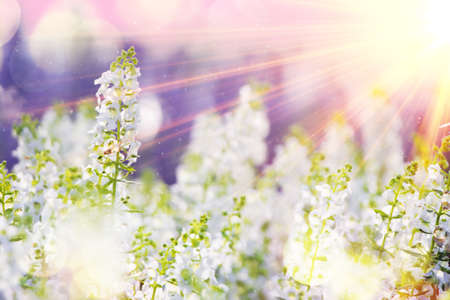 white flowers at sunrise selective focusの写真素材