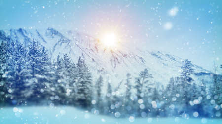 wintry forest christmas scene with tilt shift blur