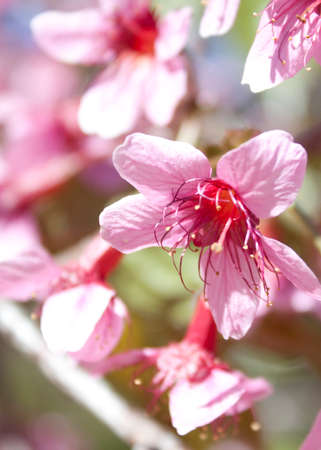 pink flowerの写真素材