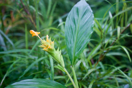 Yellow flower
