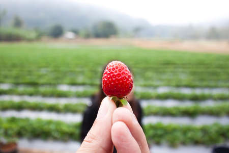 little strawberryの写真素材