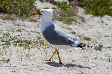 Seagullの写真素材