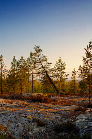 In the forest, Karelia, Russiaの写真素材