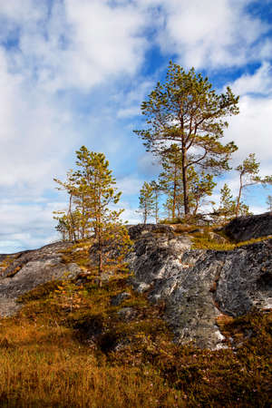 In the forest, Karelia, Russiaの写真素材