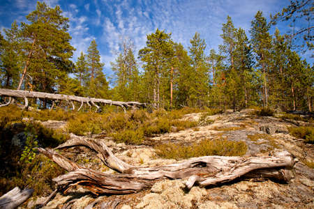 In the forest, Karelia, Russiaの写真素材