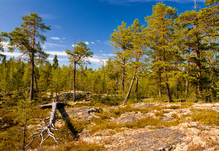 In the forest, Karelia, Russiaの写真素材