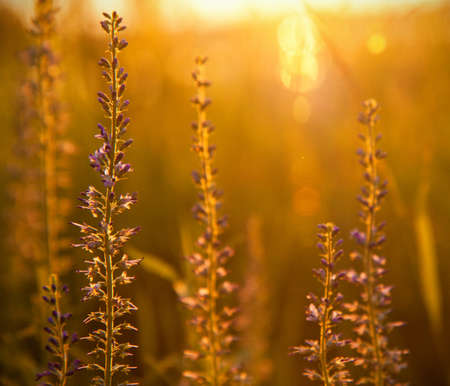 Common flower from Moscow region, Russiaの写真素材