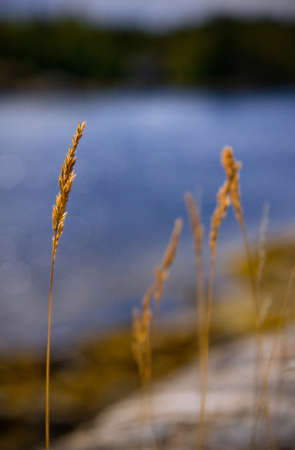 Common grass from Moscow region, Russiaの写真素材