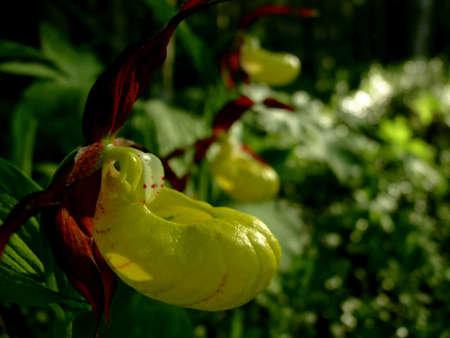 Cypripedium from Karelia, Russiaの写真素材