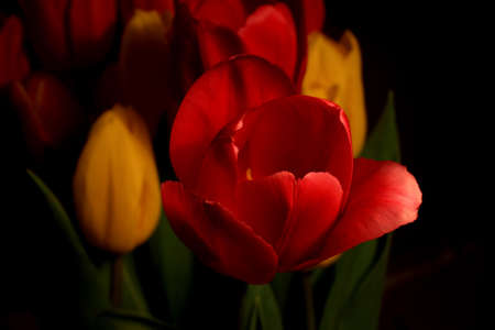 Tulipsの写真素材