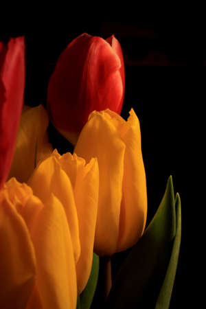 Tulipsの写真素材