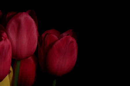 Tulipsの写真素材