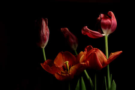 Tulipsの写真素材
