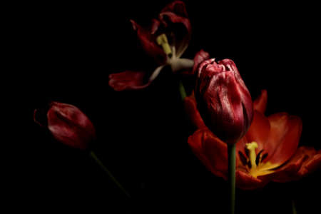 Tulipsの写真素材