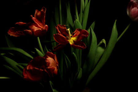 Tulipsの写真素材