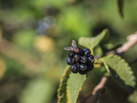 A coomon house fly, Musca domestica, resting over a Lantana fruit in a hot summer afternoon.の写真素材
