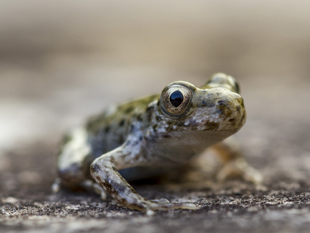 A young Common midwife toad, Alytes obstetricans leaving the pond where it was born.の写真素材