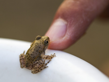 A young Common midwife toad, Alytes obstetricans leaving the pond where it was born. A man is touching it's nose stopping it from scape.の写真素材