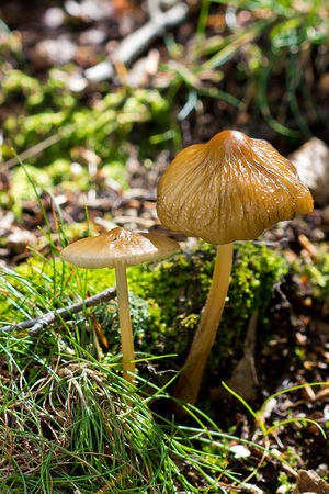 Little brown mushrooms from the genera Marasmius. Commonly found in Europe during the autumn. Are good for cooking, but must be careful with some species.の写真素材