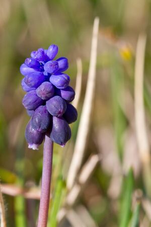 Tiny spring field purple flowerの写真素材
