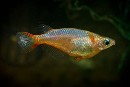 Oryzias woworaeの写真素材