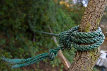 Green rope hanging a treeの写真素材