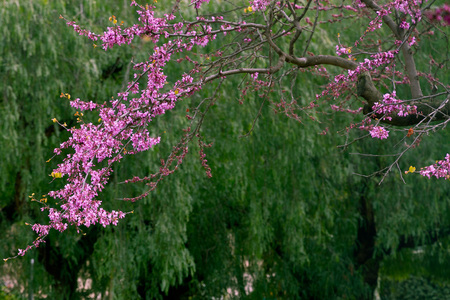Love tree or Judas Tree, blooming in the spring. This tree is common in Mediterranean countries.の写真素材