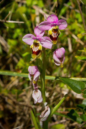 Ophrys tenthredinifera, a little pink flower orchyd native from Menorca, Spainの写真素材