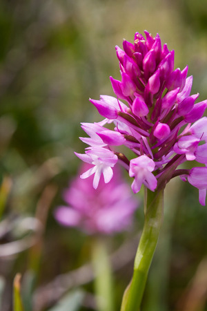 Anacamptis pyramidalis, the purple morfo of this multi flower orchyd from Menorca, Spainの写真素材