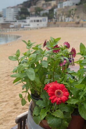Flowerpot at Sant Feliu de Guixols main beach. This place is a very popular touristic destination of the Costa Brava, Catalonia, Spain.の写真素材