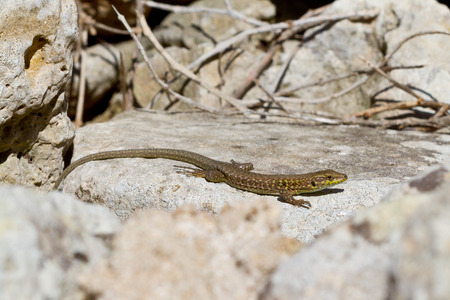 Podarcis italica, an alien lizard species that invaded the balearic island of Menorca, Spainの写真素材