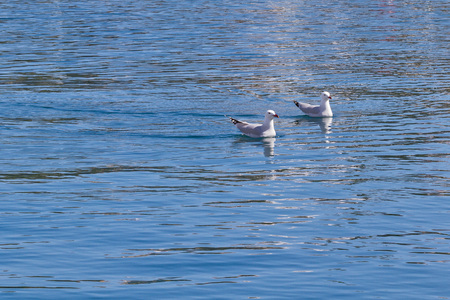 A pair of Larus audoini in the small port of Es Castell in Menorca, Spainの写真素材